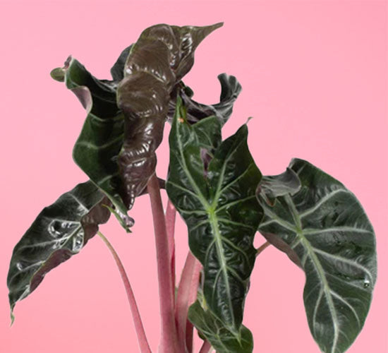 nærbillede af alocasia pink dragon med en lyserød baggrund