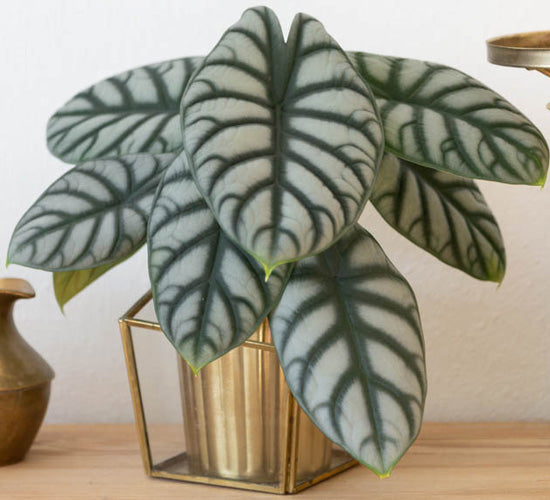 Alocasia Silver Dragon med sølvgrønne blade og mørke bladnerver i en potte.