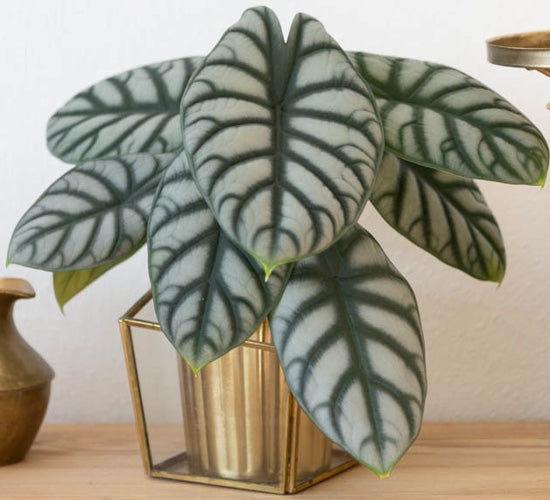 Alocasia-silver-dragon.jpg