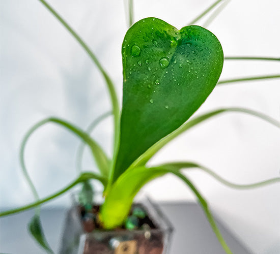 Alocasia-tiny-dancer_d6fe8173-0209-406e-bbfb-3f9f38cb8249.jpg