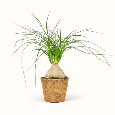 En Beaucarnea Recurvata - Elefantfod plante i en kokospotte med hvid baggrund.