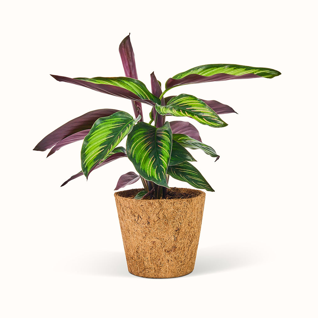 Calathea Beauty Star