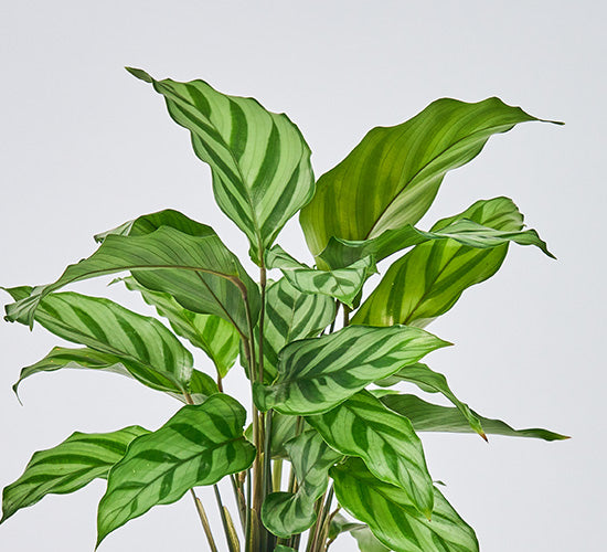 Calathea-freddy_38bc7f5b-b61d-4b31-8f71-8fe24bbb3541.jpg