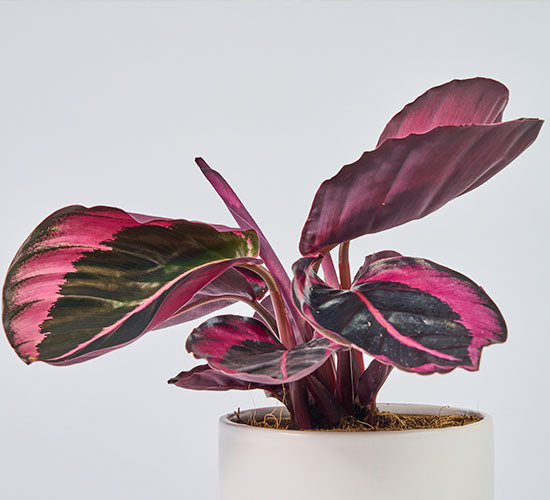 Calathea jessie i en hvid potteskjuler 