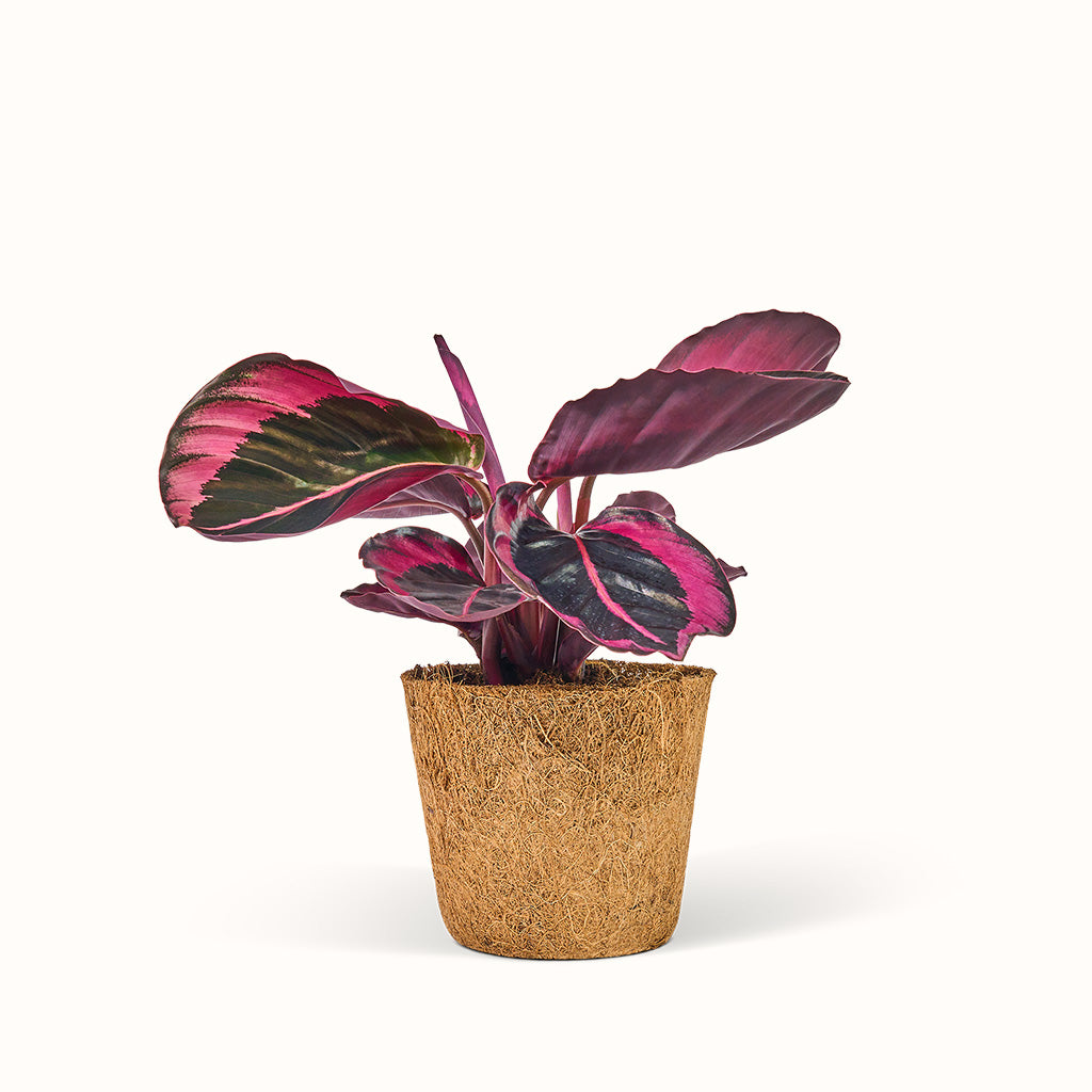 Calathea Jessie - Fiskebensplante (Goeppertia)