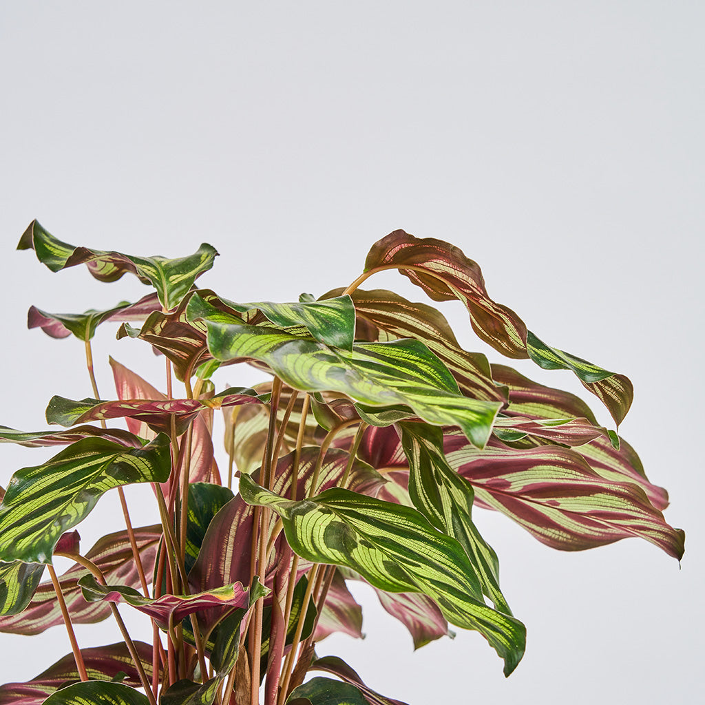 Calathea Makoyana - Fiskebensplante (Goeppertia)