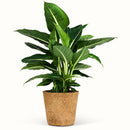 Dieffenbachia Green Magic