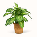 En Dieffenbachia Tropic snow - Dumb Cane med grønne blade på en hvid baggrund.