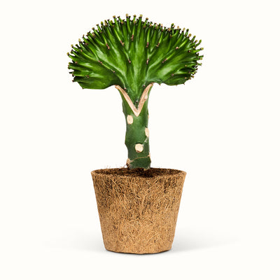 Grøn Euphorbia lactea i kokospotte med en bred, bølget top, der ligner en vifte, på en grøn stamme.
