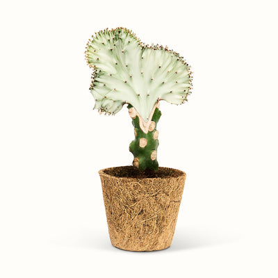 Hvidlig Euphorbia lactea i kokospotte med en bølget, vifteformet top på en grøn stamme.
