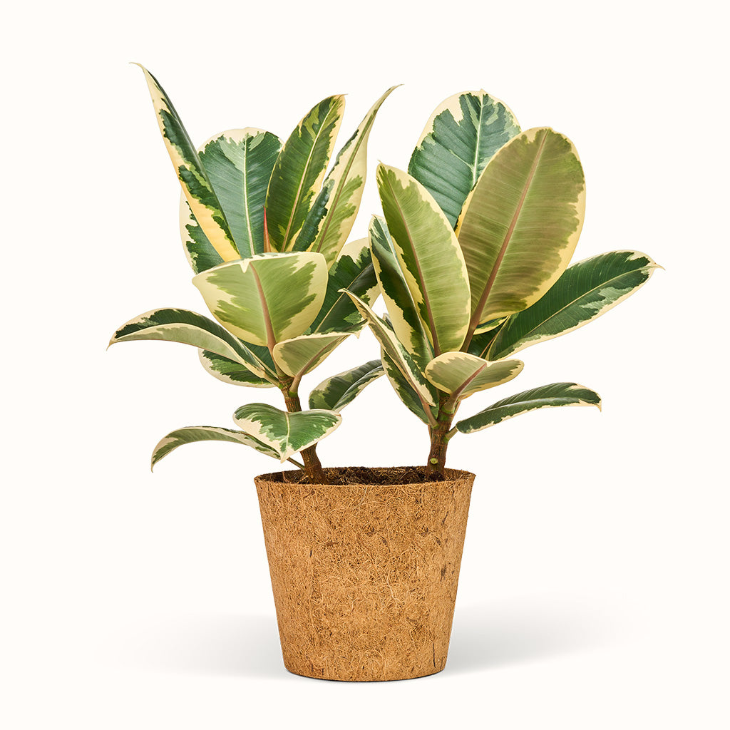 Ficus Elastica Tineke - Gummiplante