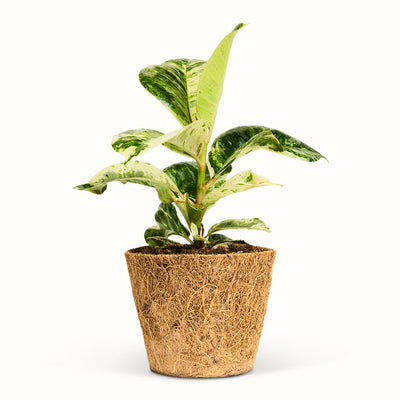 Ficus elastica Shivereana i kokospotte med cremefarvede og grønne, marmorerede blade.