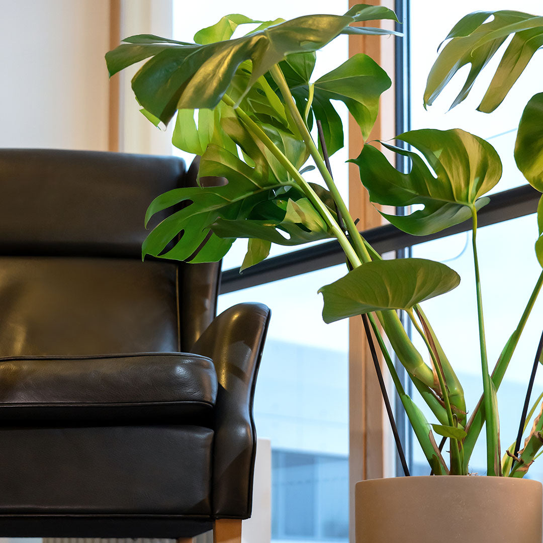 Et grønt hjørne med plante og potteskjuler