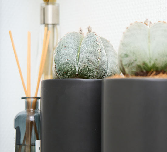 Kaktus Astrophytum planter i et badeværelse