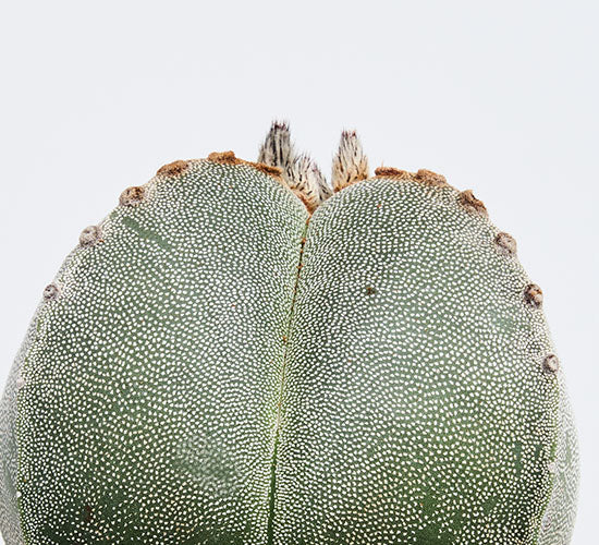 nærbillede af stueplanten Kaktus Astrophytum 