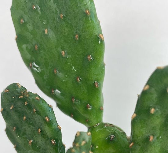 Nærbillede af Kaktus Opuntia Rubescens