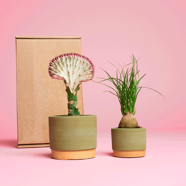 et par Lykkekasse - Lille planter, der står i nogle potter.