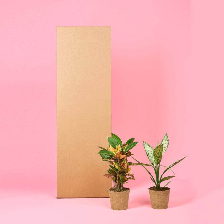 en Lykkekasse - Stor og to potteplanter på lyserød baggrund.