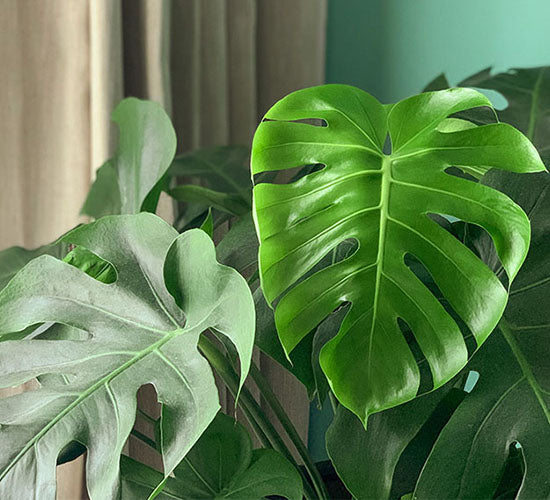 monstera deliciosa foran et vindue i en stue