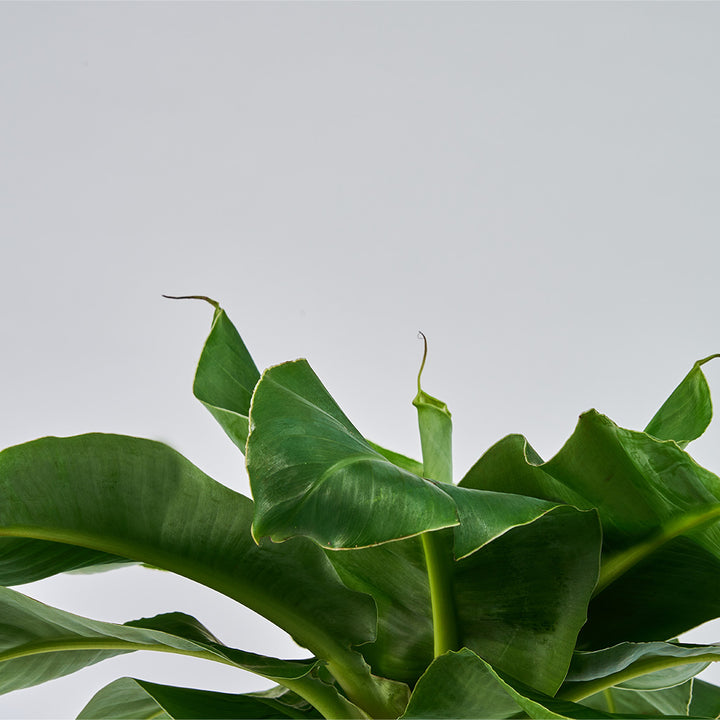 Et nærbillede af en Musa Orientalsk Dwarf - Bananpalme med store blade.