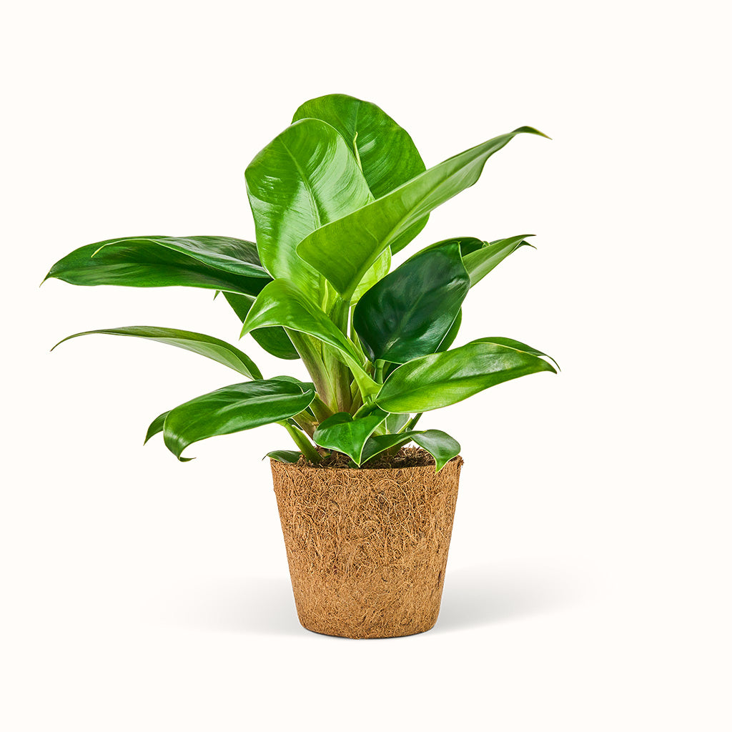 Philodendron Imperial Green