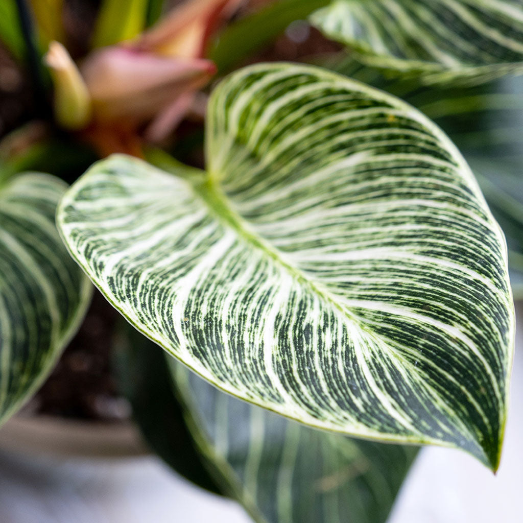 Philodendron Birkin blad