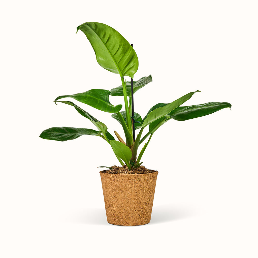 Philodendron Imperial Green