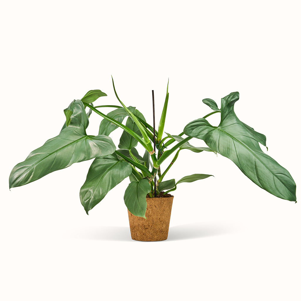 Philodendron Hastatum Silver Sword