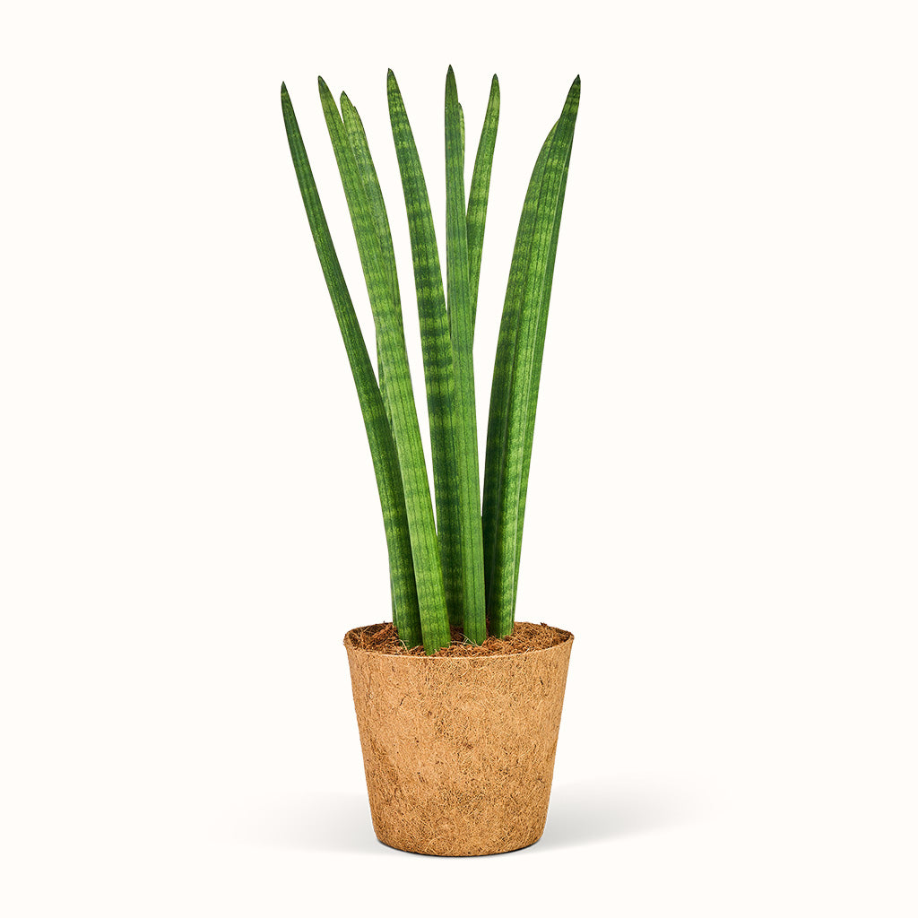 En Sansevieria Cylindrica, straight - afrikansk spydplante i en brun potte på hvid baggrund.