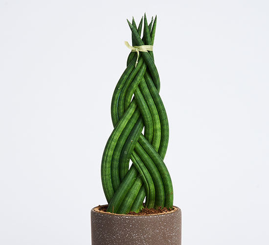 Sansevieria Cylindrica Braid i en mørk potteskjuler