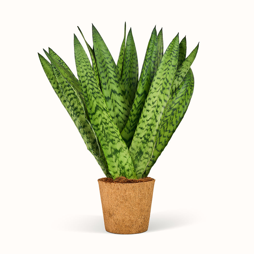 Sansevieria Zeylanica - Bajonetplante