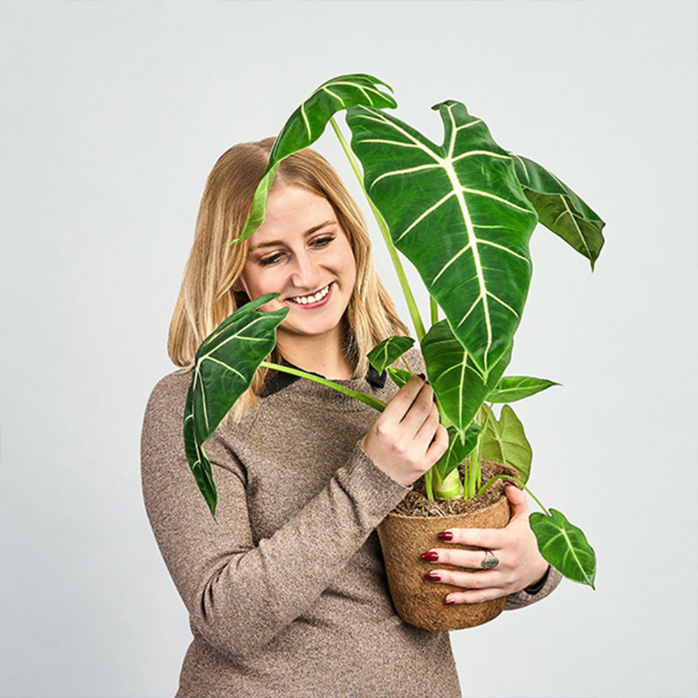 Stine med en plante