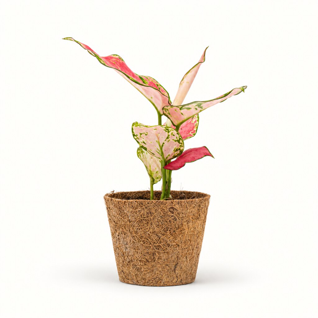 Aglaonema Pinky Promise i kokospotte, Ø9 cm.