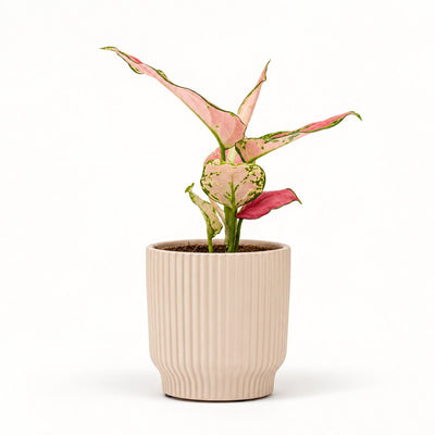 Aglaonema Pinky Promise i potteskjuler, Ø9 cm.