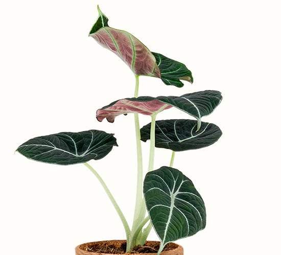 alocasia-black-velvet-2.jpg