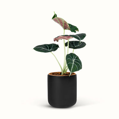 Alocasia Black Velvet i sort potteskjuler med mørkegrønne blade, lyse bladnerver og rødlige bladundersider.