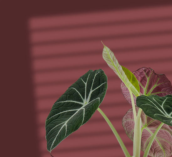 Alocasia black velvet med mørkegrønne fløjsblade foran et rød baggrund