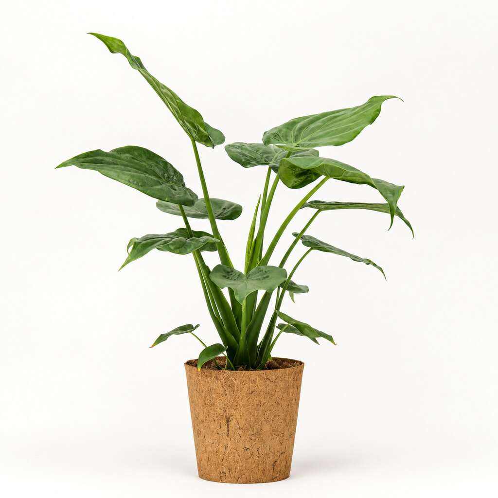Alocasia cucullata Ø24 i kokospotte