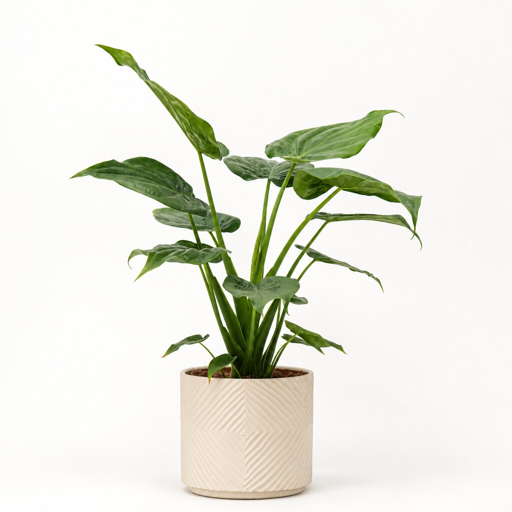 Alocasia cucullata Ø24 i lys potteskjuler