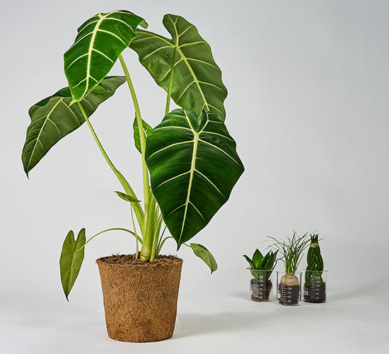 alocasia frydek i en kokospotte med 3 andre små planter