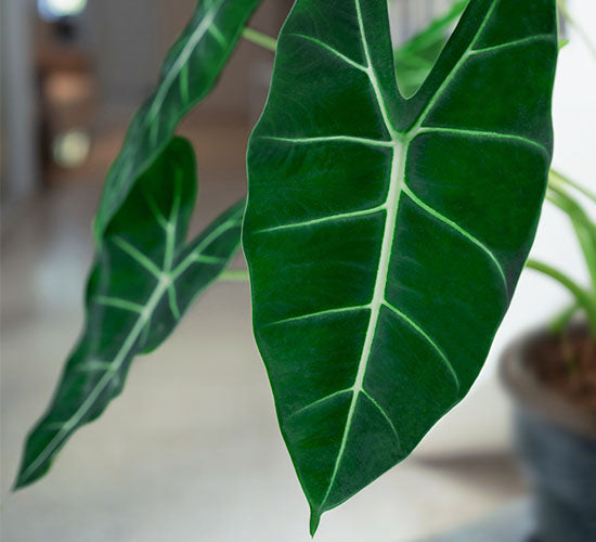 nærbillede af alocasia frydek med grønne fløjsblade