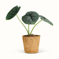 Alocasia Melo