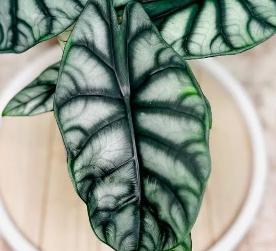 alocasia-silver-dragon1.jpg