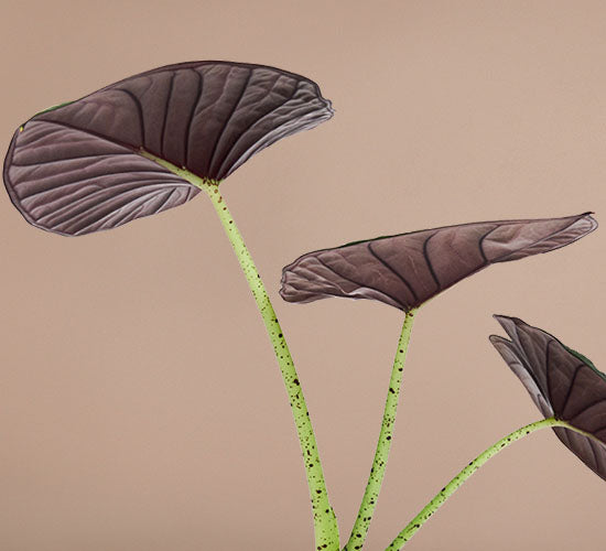 Alocasia silver nebula med pigmenteret stængler på en brun baggrund