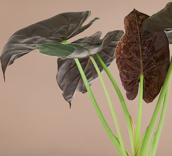 nærbillede af alocasia wentii på en brun baggrund