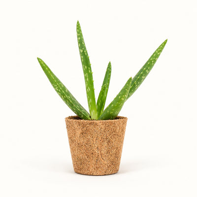 Aloe vera med grønne, plettede blade i kokospotte Ø6 cm.