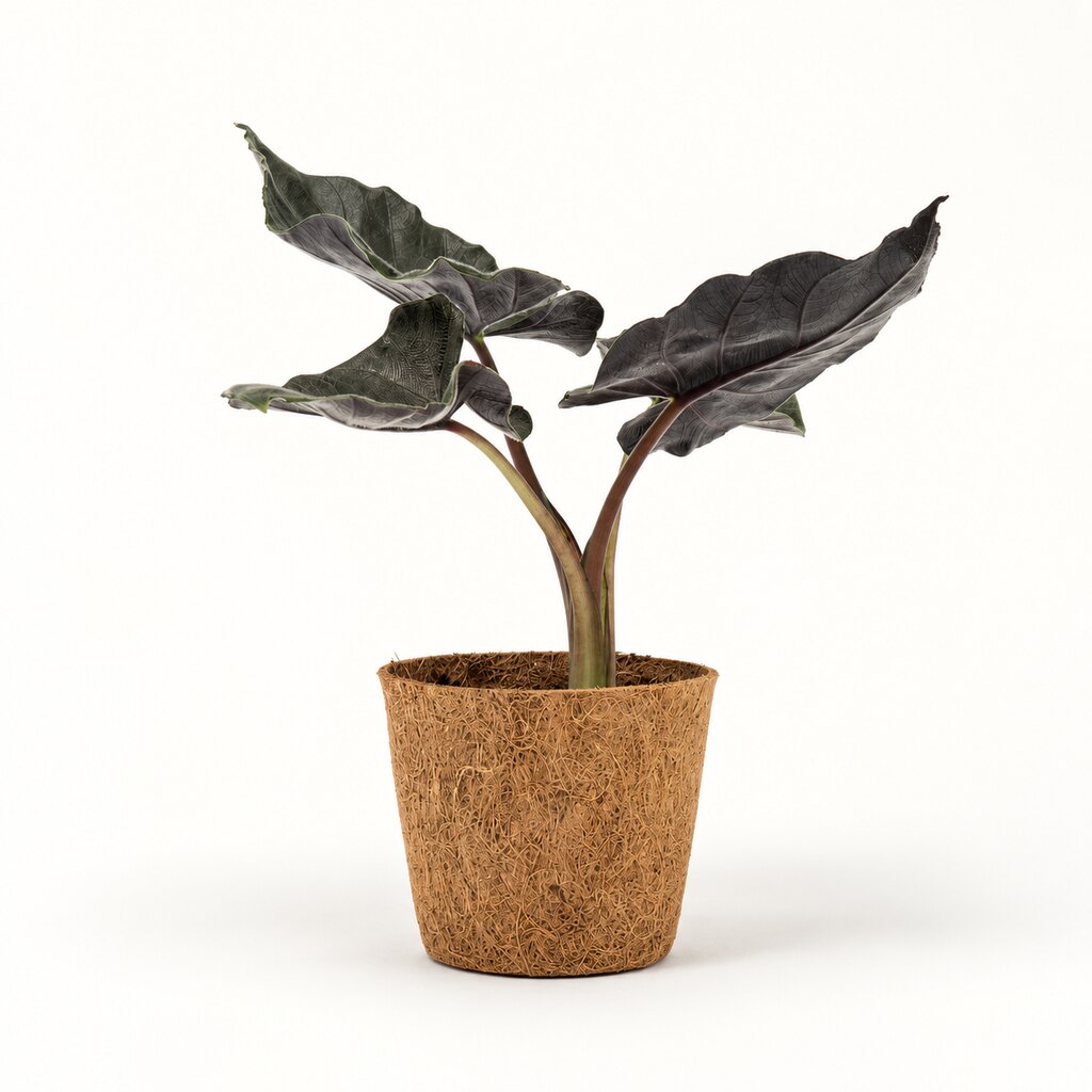 Alocasia Antoro Velvet i kokospotte, Ø11 cm.