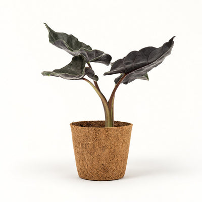Alocasia Antoro Velvet i kokospotte, Ø11 cm.