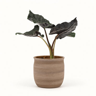 Alocasia Antoro Velvet i potteskjuler, Ø11 cm.