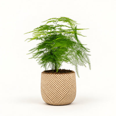 Asparagus setaceus i potteskjuler, Ø11 cm.